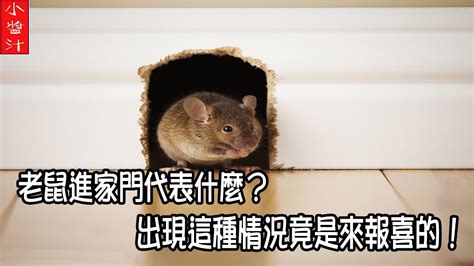 風水屋特徵 夢到老鼠跑進家裡
